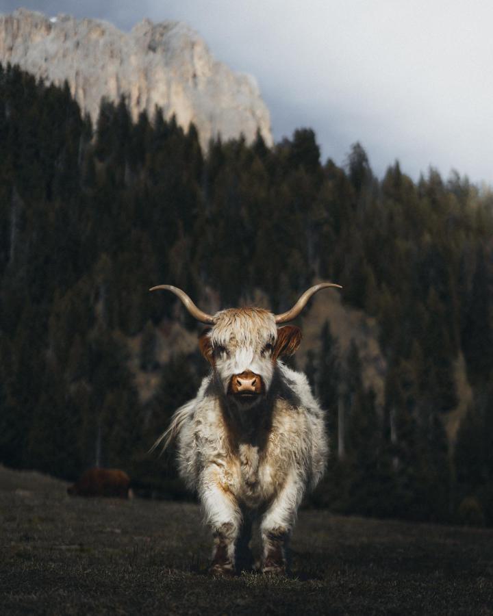 Garni Letizia Bed & Breakfast Campitello di Fassa Dış mekan fotoğraf